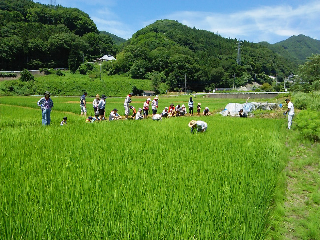 田植え・稲刈り体験